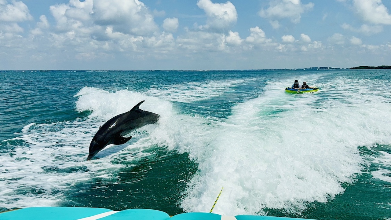 Two people tubing with dolphin in front of them
