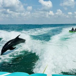 Tubing with dolphins