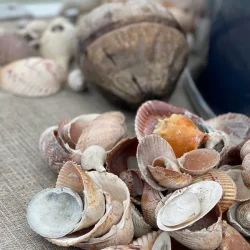Shelling